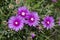 Trailing ice plant, lampranthus spectabilis flowered, in spring