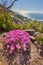 Trailing ice plant with pink flowerheads growing outside on a mountain in their natural habitat. View of lampranthus