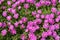 Trailing Iceplant