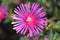 Trailing Iceplant