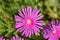 Trailing Iceplant