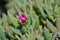 Trailing Iceplant