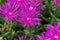 Trailing iceplant, Delosperma cooperi