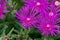 Trailing iceplant, Delosperma cooperi