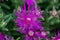 Trailing iceplant, Delosperma cooperi