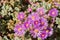 Trailing Iceplant Delosperma cooperi, California