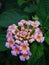 Trailing Lantana