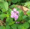 Trailing lantana flower