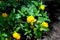 Trailing lantanas (lantana montevidensis) on a lush bush