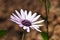 Trailing Mauve Daisy Flower Head Blossom Dimorphotheca jucunda