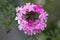 Trailing Pink Verbena 'Sissinghurst'