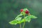 Trailing Raspberry - Rubus pedatus