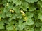 Trailing snapdragon, Asarina procumbens, leaves and flowers