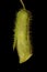 Trailing Snapdragon (Maurandya scandens). Floral Bud Closeup