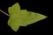 Trailing Snapdragon (Maurandya scandens). Leaf Closeup