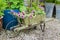 Trailing surfina petunias in a wooden wheelbarrow.