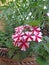 Trailing verbena candy cane flowers plant