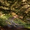 Trails in the Carpathian forests, hiking trails leading to the mountain tops.