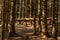 Trails in the Carpathian forests, hiking trails leading to the mountain tops.