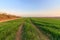 Trails formed from the wheels of a tractor in the middle of a green field of growing wheat