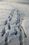 Trails of Winter\\\'s Charm: Sunlit Beaten Path on Snowy Coast. Garciema Pludmale, Latvija