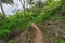 Trailway from havaizinho to Gamboa beach in the woods