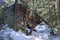 Train car wreck surrounded by trees on the Whistler train wreck hike