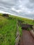 Train carts overgrown with grass