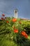 Train depot clock tower and orange poppies