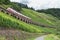 Train driving along vineyards near the river Moselle in Germany