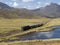 Train goes through Altiplano, Puno Region, Peru