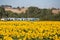 Train headed for Florence, passes by a beautiful sunflower field in Tuscany, Italy