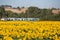 Train headed for Florence, passes by a beautiful sunflower field in Tuscany, Italy.jpg