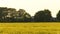 Train passing a field of oilseed rape yellow flowers in the British or English countryside at dusk