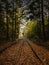 Train tracks through a German Forest in Autumn