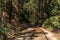 Train tracks through the redwood forest on a sunny day in Felton, California