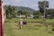 Train traveling through the Burmese fields