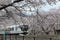 A train traveling under amazing cherry blossom trees  Sakura Namiki  at JR Katsunuma Station in Yamanashi, Japan