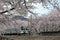 A train traveling under amazing cherry blossom trees  Sakura Namiki  at JR Katsunuma Station in Yamanashi, Japan