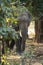 Trained asian male elephant or tusker or Elephas maximus indicus head on portrait to track wild tigers in forest at bandhavgarh