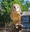 Trained Barn Owl in captivity perching on gloved hand of trainer