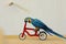 Trained Blue and yellow macaw on a bike.
