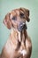 Trained dog of the breed Rhodesian Ridgeback, portrait