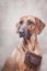 Trained dog of the breed Rhodesian Ridgeback, portrait with a camera