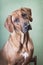 Trained dog of the breed Rhodesian Ridgeback, portrait on a chair