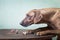 Trained dog of the breed Rhodesian Ridgeback, on the table