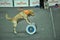 Trained dogs perform at the show