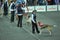 Trained dogs perform at the show with trainers