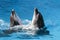 Trained dolphins in dolphinariums. show with dolphins