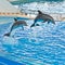 Trained Dolphins Jumping